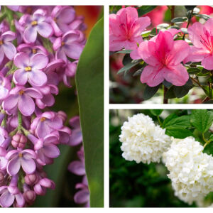 5 растения, които никога не трябва да подрязваме през март (СНИМКИ)