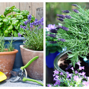 Защо да поставим филтър за кафе в саксията: малък трик с голям ефект за растенията