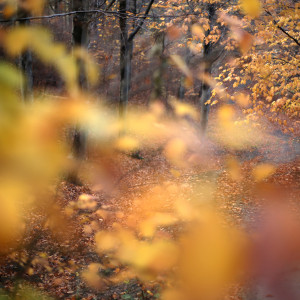 Красивата есен на Витоша. Мистика! (СНИМКИ)