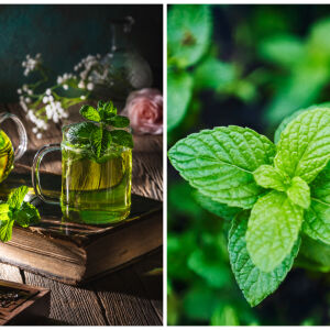 Защо чаят от мента е една от най-здравословните напитки? (СНИМКИ)