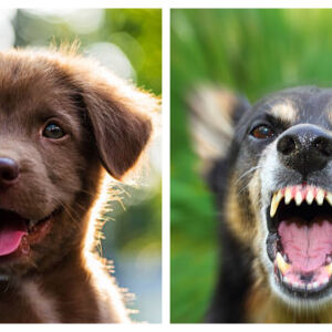 5 впечатляващи филма за кучета, които ще ни накарат да повярваме в доброто. Или ще ни ужасят