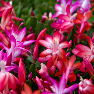 Кое е цветето, с което ще заменим коледната звезда за предстоящите празници