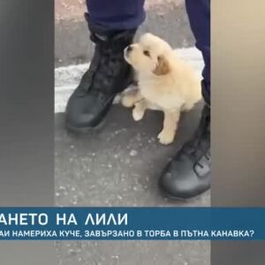 5 впечатляващи филма за кучета, които ще ни накарат да повярваме в доброто. Или ще ни ужасят