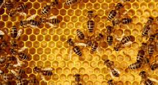 Мъж почина след близо 900 ужилвания от пчели