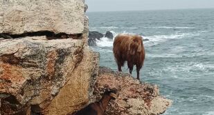 Спасиха две заклещени кози на скалите край Тюленово (СНИМКИ)