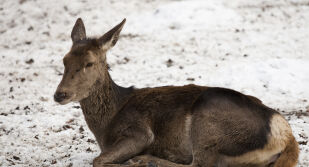 Спасиха сърна, паднала в канала на язовир „Огоста“