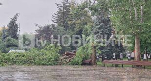 Дърво падна върху майка с две деца в София (СНИМКИ)