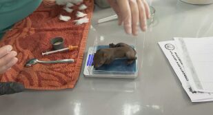 Три новородени катерички – Джеронимо, Санчо Панса и Лили, са спасени в Стара Загора