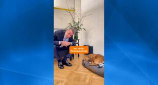 Първата по рода си операция: Специален полет евакуира гърци и техните домашни любимци от Близкия изток