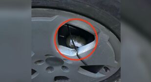 Прокуратурата разследва бомбата под кола в село Говедарци