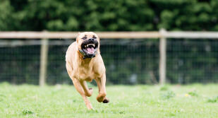 Домашен питбул нахапа две деца, играещи пред блок в Бургас 