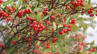 Арония расте ли у нас?