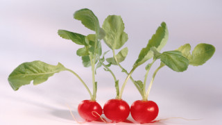 Зеленчук отличник: репичката