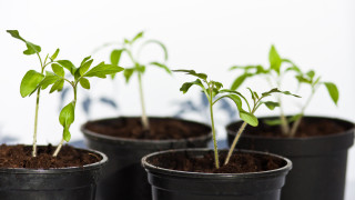 Как да си направим разсад за градината