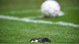 Мъртви плъхове прекъснаха датското дерби (ВИДЕО)