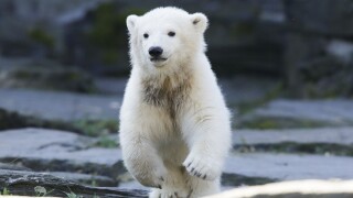 Футболен клуб осинови полярно мече (ВИДЕО и СНИМКИ)