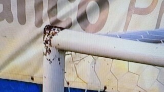 Нахлуване на пчели прекъсна мач в Аржентина (ВИДЕО)