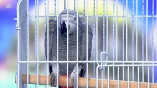 Невероятните умения на папагала инфлуенсър Джаро