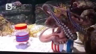 Октопод-оракул предрече успех на 