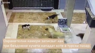 Вижте как котка защитава малкото си, когато го нападат три бездомни кучета (ВИДЕО)