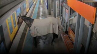 Състезателен кон опита да хване влака (ВИДЕО)