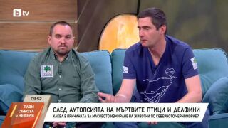 Снимка: След аутопсията на мъртвите птици и делфини: Каква е причината?