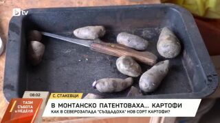 Снимка: Картоф, спасен от забрава