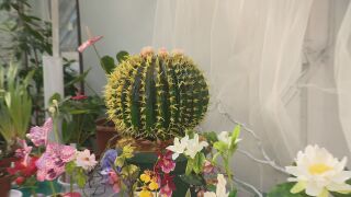 Снимка: „Табуретката на свекървата“: Кактус, направен от 7 кг шоколад, в изложба в Ботаническата градина