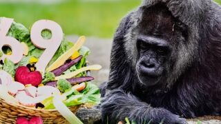 Най-старата горила в света навърши 69 години! (СНИМКИ)