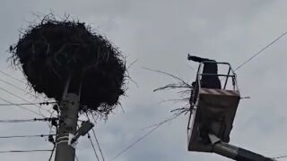 Снимка: Спасителна мисия край Пазарджик: Доброволци помогнаха на щъркелово яйце, паднало на земята (СНИМКИ)