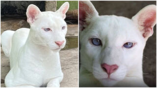 Тази пума с албинизъм плени интернет пространството! (СНИМКИ)