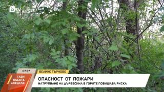 Снимка: Натрупана дървесина увеличава риска от пожари