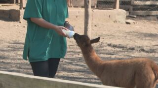 Снимка: Бейби бум в зооцентъра в Добрич
