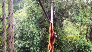 Орангутан пресича оживено шосе в Индонезия с въжен мост! (СНИМКИ)