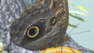 Снимка: Защо шофьор на автобус превозва стотици какавиди на екзотични тропически пеперуди?