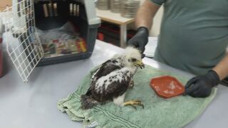 Снимка: „Скритите жертви“: Стотици диви животни загинаха мъчително при пожарите