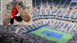 Напаст Божия: Луди по секса буболечки връхлитат US Open