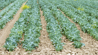 Oрганичната храна е много повече от полезна