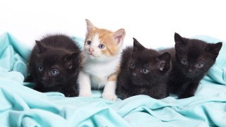 57% от ветеринарите отчитат ръст на ваксинираните котки у нас за 2013 г.