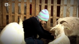 Започва фаталната 13-а седмица на приключението 