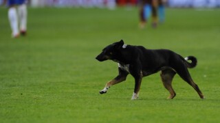 Кучета пазачи и във футбола (ВИДЕО)