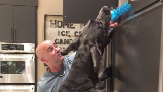 Гришо пита: Да нахраня ли кучетата на Агаси? (ВИДЕО)