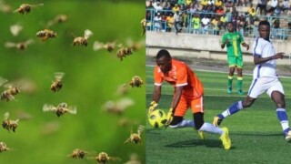 Футболисти в неравна битка... с пчели (ВИДЕО)