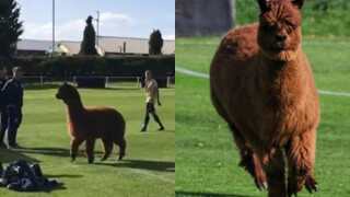 Алпака на терена, счупен трофей и още футболни куриози на годината (ВИДЕО)