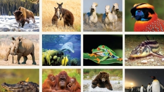 Тази Коледа стани закрилник на дивите животни с календара на WWF България за 2022 г.