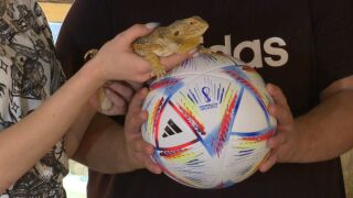 Гущер-оракул знае кои ще са финалистите в Катар (ВИДЕО)