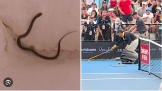 Ужас на корта: Отровна змия пропълзя на турнир с Гришо (ВИДЕО)