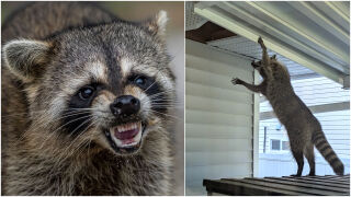 Пиян енот нахлу в магазин, намеси се полиция: Какви са последствията? (СНИМКИ)