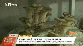 Снимка: Семейство отглежда екзотични гъби в домашни условия