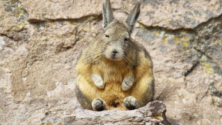 Вискача - най-тъжното животно на планетата, което покори интернет (СНИМКИ)